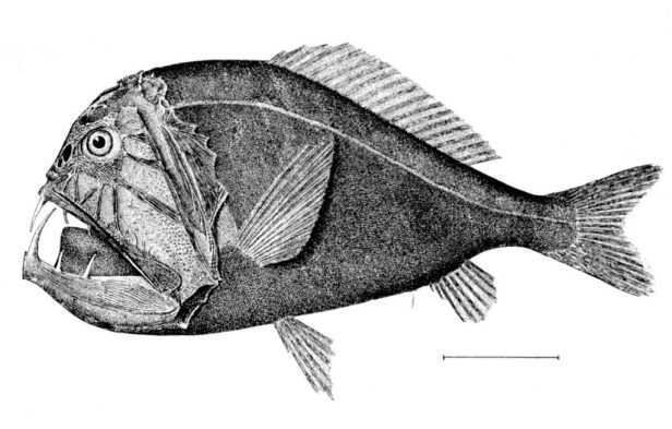 Poisson-ogre – Anoplogaster cornuta. Illustration: wikipedia.org
