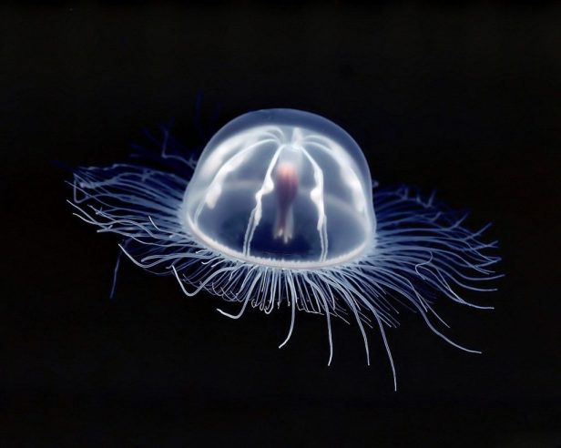 Sea Wasp Jellyfish. Photo: lovethesepics.com