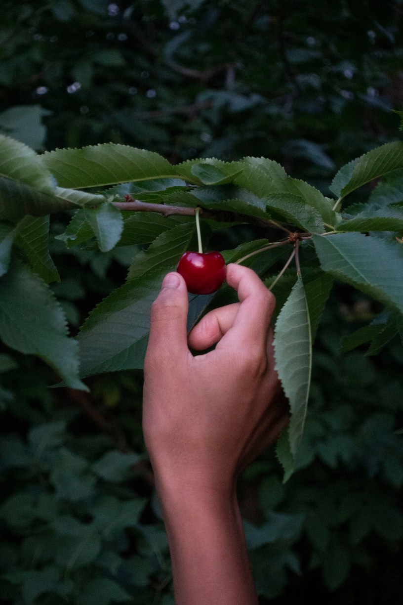 Chih-Chien Wang, Picking Cherry, 2020, photography