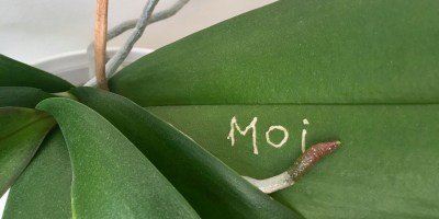 Chloé Lefebvre, Moi, de la série Je me suis remise à la gravure — me too, 2020, plante scarifiée