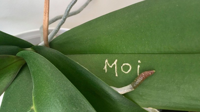 Chloé Lefebvre, Moi, de la série Je me suis remise à la gravure — me too, 2020, plante scarifiée